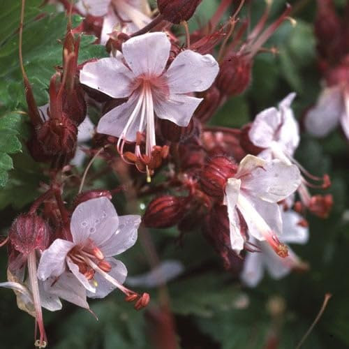 Plant World Seeds - Geranium Macrorrhizum Album Seeds (Perennial Flower Seeds)
