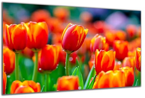 DARO Design - Wand-Bild auf 6mm HDF 30x20 cm Tulpen-Feld - Wand-Deko Bilder Geschenk