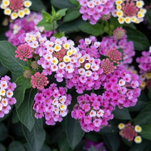 wandelröschen - samen wildblumensamen garden blumendeko winterharte pflanzen für garten indoor plants bonsai stauden zimmerpflanzen bienenfreundliche pflanzen exotische pflanzen 400pcs