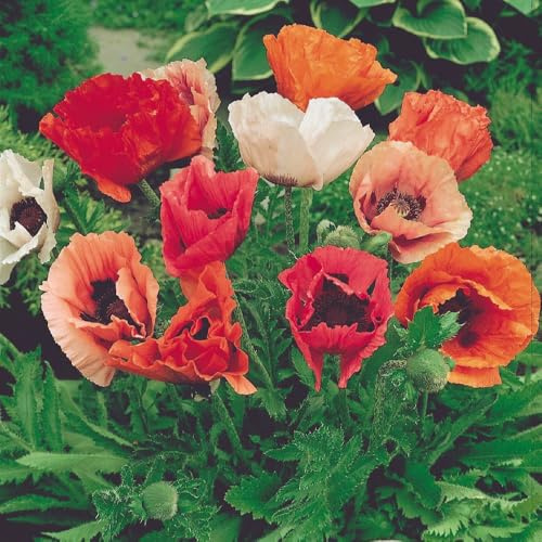 Poppy 'Pizzicato' - Papaver orientale - Hardy Perennial, Large Ruffled Blooms in Mixed Colours, Up to 20 Flower Stems, Compact & Weather Resistant - 1x 9cm Potted Plant by Thompson and Morgan