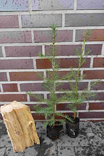10st. Douglasie 20-40cm Quickpot/Ballen – Pseudotsuga menziesii Jungpflanzen | Forstpflanzen | Pseudotsuga menziesii viridis Douglasien | Nadelgehölze | Forst & Garten