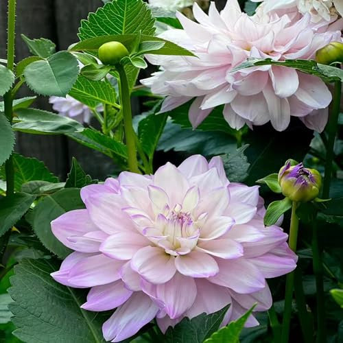 5 pcs dahlien knollen winterhart, zwiebeln blumenzwiebeln winterhart dekoration wohnzimmer blumenzwiebeln mehrjährig winterhart zimmergewächshaus anzucht flowers bienen wiese pflanzendeko