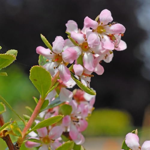Escallonia 'Donard Seedling' – Hardy Evergreen Shrub with Pale Pink Summer Flowers, Ideal for Hedging, Screening & Coastal Gardens – Easy to Grow Garden Plant - 9cm Pot x3 by Thompson and Morgan