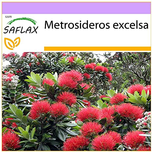 SAFLAX - Albero di Natale della Nuova Zelanda - 300 semi - Metrosideros excelsa