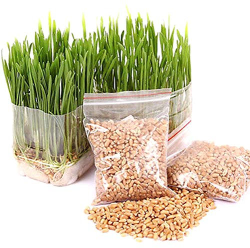 Portal Cool 300X Quecke Weizen-Gras-Samen Für Sprießen Tiere Gesundheit Niu