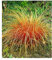 BALDUR Garten Carex 'Bronze Reflection' Segge winterharte Staude, 3 Pflanzen Ziergräser, Schmuckgras, mehrjährig, pflegeleicht, Wasserbedarf gering, Carex comans