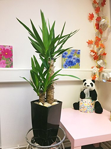 1 Evergreen Double Spineless Yucca House Plant in Tall Milano Pot - Gloss Black