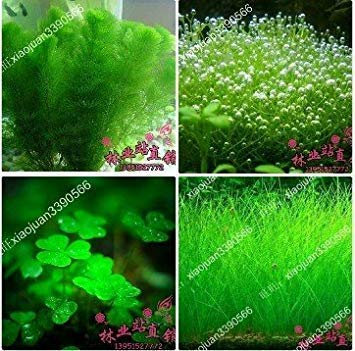 gemischt 100 samen/pack Pflanzen aquarium aquarium dekoration gras samen aquarium pflanzensamen