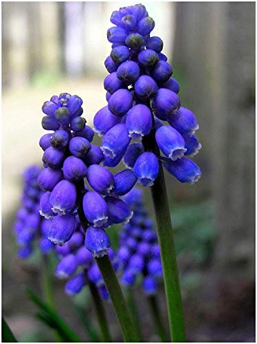 Portal Cool 20 Muscari armeniacum del jacinto de uva Bulbos cormos otoño de crecimiento del verano de floración