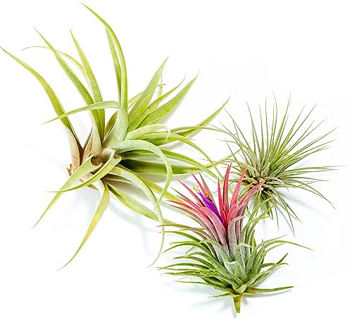 PLANDAIRE - PACK Piante d'aria - Tillandsia Ionantha Rosada, Tillandsia Ionantha Verde, T. Capitata Peach - Piante da fiore naturali - Esterni ed interni (3)