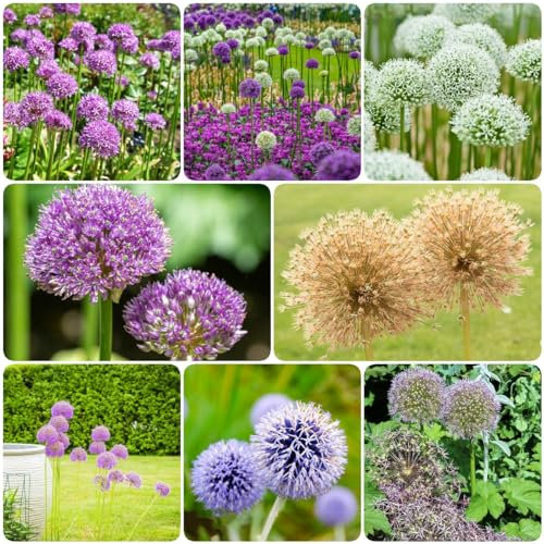 6 pcs allium zwiebeln winterhart mehrjährig, zimmergewächshaus anzucht flowers bienen wiese zierlauch,riesenlauch, bienenfreund seltene pflanzen blumenzwiebeln winterhart dekoration