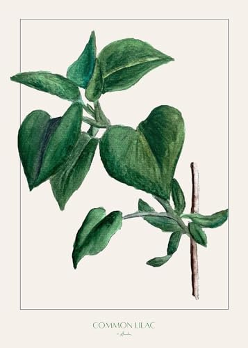 Common lilac Poster Print - Annika John (18 x 24)