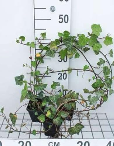 12 x Hedera helix Woerner - Gemeiner Efeu Woerner - Topf 9 cm x 9 cm