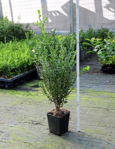 Bosso Buxus Microphylla Faulkner Pianta in Vaso 2Litri h 40/50 cm FOTO REALE Vivaio di Castelletto