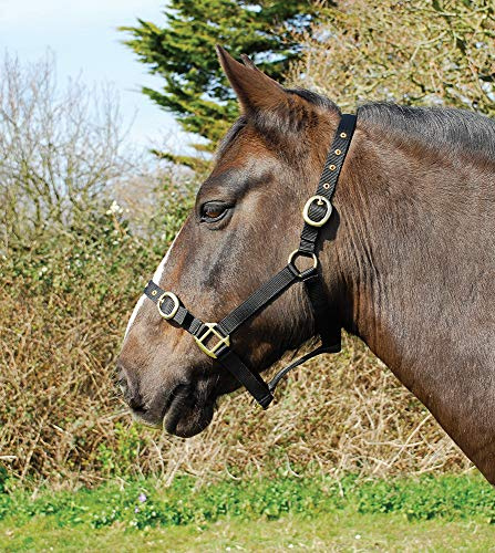 Rhinegold Ponystrick Tierhalsband Pony Größe, Nylon, Einstellbare Noseband und Messing-Stollen und Schnallen