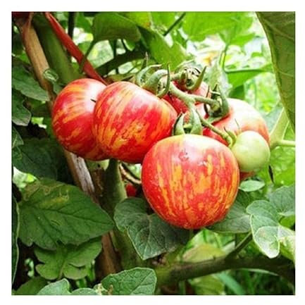 Stk - 50x Lycopersicon Esculentum Red Zebra Tomaten Gemüse Pflanzen - Samen A430 - Seeds & Plants Shop by Ipsa