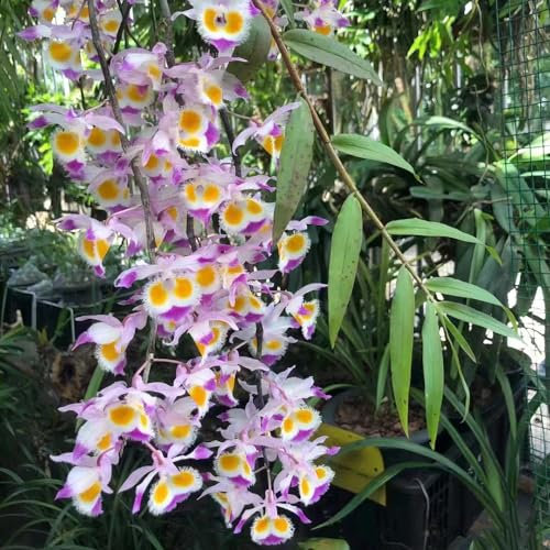 300 pcs Dendrobium samen - topfpflanzen draußen winterhart orchideen orchidee,Dendrobium nobile gartenarbeit winterharte pflanzen für garten balkonpflanzen winterhart winterharte balkonpflanzen