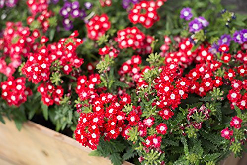 Verbenen 30 Samen ''ROT&WEISS,Eisenkraut Samen