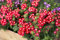 Verbenen 30 Samen ''ROT&WEISS,Eisenkraut Samen