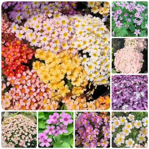 9 pcs oxalis zwiebeln, balkonpflanzen winterhart Oxalis triangularis,Kleeblätter Glücksklee,Seltene Pflanzen serie, bonsai topf blumenwiese topfpflanzen topfpflanzen