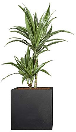 PFLANZWERK® Pflanzkübel Pflanzen - Drachenbaum Dracaena Fragrans Derem 2er Tuff 70-80cm - 2 Stück - Zimmerpflanze - Speziell für Blumentöpfe Blumenkübel *Exklusive Züchtung* *Premium Markenqualität*