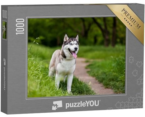 puzzleYOU: Puzzle 1000 Teile „Aufmerksamer Sibierischer Husky“ – aus der Puzzle-Kollektion Hunde, Huskys, Tiere des Nordens