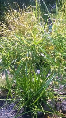 Freiland-Zyperngras 1000 Samen -Cyperus glaber- Zyper-gras