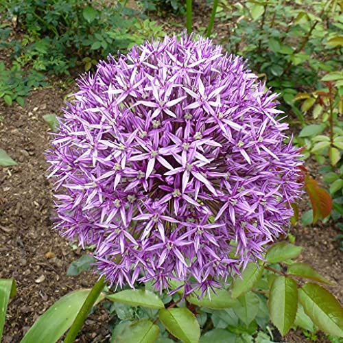 Blumenzwiebeln Alliumzwiebeln Allium giganteum Gladiator- Riesen Ball-Lauch (10 Zwiebeln)