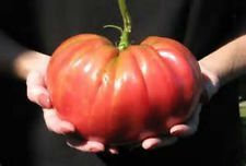Red Brandywine Heirloom Tomato! 20 semi! COMBINATO S/H VEDERE IL NOSTRO DEPOSITO!