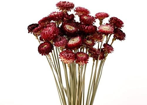 MIHUAGE Getrocknete Blumen, 40 Stück, Gänseblümchen-Blumenstrauß, 100 % natürliche Chrysanthemen, Trockenblumen mit Stiel für Vase, Heimdekoration, Party, DIY-Arrangement, Weizenstroh, Großpackung