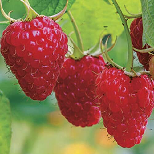 Haloppe 300 Pz Semi di Frutta Lampone Rosso per la Piantagione del Giardino di Casa, Semi di Frutto di Lampone Rosso Pianta da Giardino Dolce Semi Di Lampone Rosso