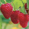 Haloppe 300 Pz Semi di Frutta Lampone Rosso per la Piantagione del Giardino di Casa, Semi di Frutto di Lampone Rosso Pianta da Giardino Dolce Semi Di Lampone Rosso