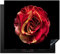 KitchenYeah© Herdabdeckplatte Einteilig Küche Herdabdeckung Induktionsfeld Ceranfeld Herdabdeckplatten Vinyl Matte Aufrollbar Blumen - Rose - Rot - Schwarz - Modern - 58x51 cm