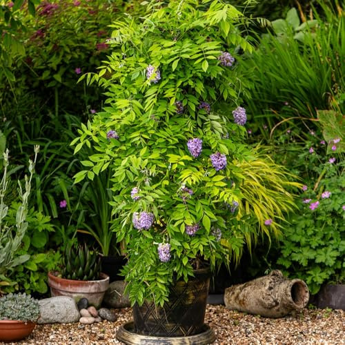 Wisteria frutescens 'Amethyst Falls' – Compact Hardy Climber – Scented Lilac-Blue Flowers – Ideal for Containers & Walls – Less Vigorous Variety –1x 9cm Pot Plant by Thompson and Morgan