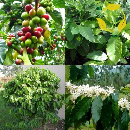 5 graines de café arabica - caféier