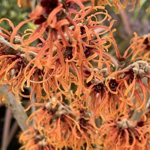 Plant Theory 30cm - 40cm Jelena Witch Hazel Hamamelis x Intermedia Shrub Plant 3L Pot