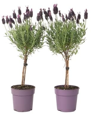 Plant in a Box - Lavandula stoechas 'Anouk' - Lavendelbaum - 2er Set - Topf 12cm - Höhe 30-40cm