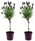 Plant in a Box - Lavandula stoechas 'Anouk' - Lavendelbaum - 2er Set - Topf 12cm - Höhe 30-40cm