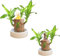 Mini Brazil Lucky Wood,Magical Sprouting Lucky Bamboo Wood,Hydroponic Lucky Wood,Hydroponic Potted Plant Stump Mini Plant,Indoor Office Desktop Plant (2 pcs-Doll+monk)