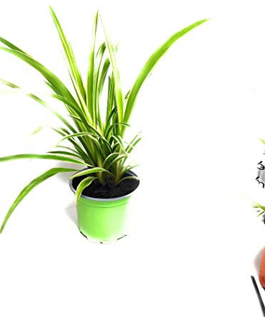 Spider Plant Chlorophytum Comosum Variegatum in 12 cm Pot