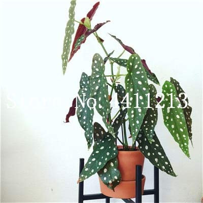 prime vista 50 Stücke Seltene Exotische Farbe Begonie, Begonie Bonsai Blume Indoor Topfpflanzen für Hausgarten Balkon Coleus Bonsai: 15