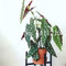 prime vista 50 Stücke Seltene Exotische Farbe Begonie, Begonie Bonsai Blume Indoor Topfpflanzen für Hausgarten Balkon Coleus Bonsai: 15