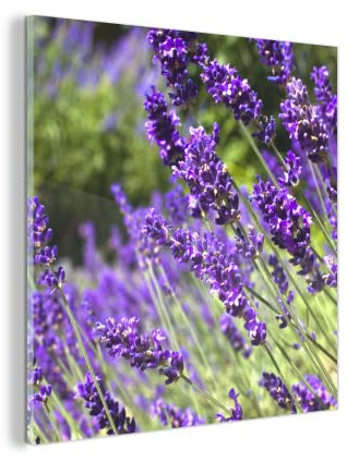 Glasbild Glasfoto Wandbild Bilder Deko 20x20 cm Leuchtend lila Lavendel in der Natur