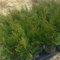 10 Stück Thuja Smaragd 25-35 cm Frischgrüner Kegel-Lebensbaum Heckenpflanzen Immergrüne Heckenpflanze