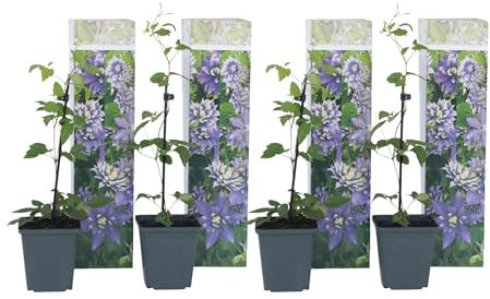 Plant in a Box - Clematis hybrid Taiga - 4er Set - Winterharte Kletterblumen - Lila - Topf 9cm - Höhe 25-40cm