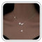 Atentuyi Boho Cz Blume Halskette Silber Schmetterling Anhänger Halskette Schmetterling Choker Kristall Y Halskette Zierliche Kette Halskette Schmuck Für Frauen Und Mädchen