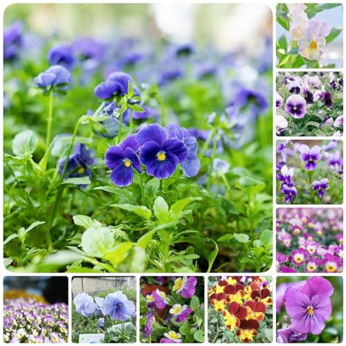 75 pcs stiefmütterchen samen gartensamen saat blumensaat winterharte stauden balkonblumen blumen geschenk schattenpflanzen winterharte kübelpflanzen hochbeet balkon seeds bienenfreundliche