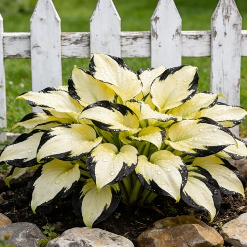 Atemberaubende Hosta, Pflegeleicht Mehrjährig, Winterhart, Geeignet Für Freiland Und Innenbereich-6Rhizome-B