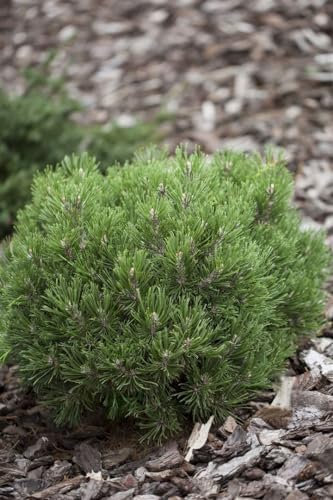 Pinus uncinata 'Heideperle' 25-30 cm - Bergkiefer, kompakter Wuchs, ideal für Steingärten und Kübel, winterhart und pflegeleicht