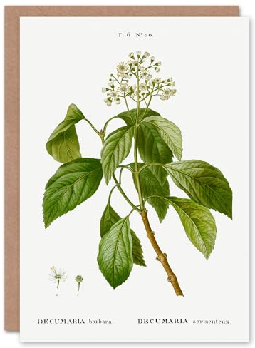 Artery8 Pierre-Joseph Redouté Art Card Climbing Hydrangea Flowers